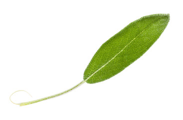 Obraz premium green leaf of sage (salvia officinalis) isolated