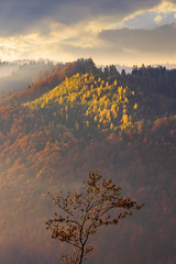 Obrazy na Szkle  jesienne górskie krajobrazy w mglisty wschód słońca. samotne drzewo na pierwszym planie. pochmurna pogoda, lasy w jesiennych liściach
