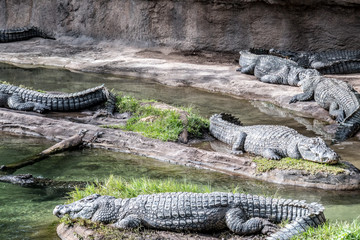 Florida exotic wildlife along the Coast, the Swamps and even at Animal Kingdom 