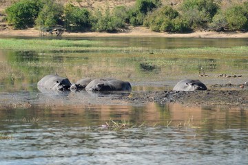 Herd of hippos in Chobe
