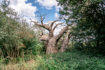 Fototapeta premium Florida exotic wildlife along the Coast, the Swamps and even at Animal Kingdom 