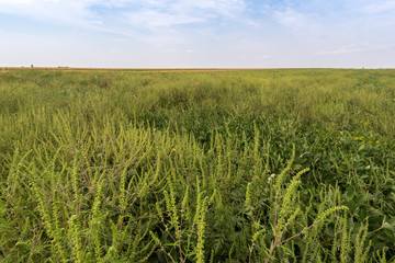 Ambrosia artemisiifolia common ragweed in field of soybeen. Late season weed escapes in soybeans