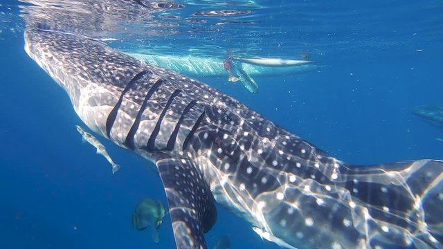close up whale shark feeding on clear blue ocean, Oslob, Philippines, sunny day 