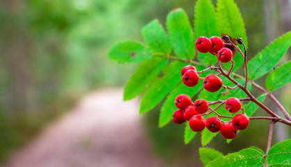 Rowan berries, natural