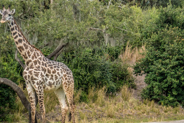 Florida exotic wildlife along the Coast, the Swamps and even at Animal Kingdom 