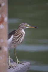 Fototapeta premium The Chinese Pond Heron bird. On a light green background