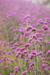 Fototapeta premium purple flowers in the garden at Mon cham Chiangmai