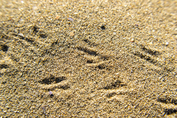 Little bird steps in the sand in Macro