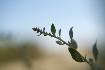 Obraz premium Bokeh sur petite plante verte, arrière plan doux