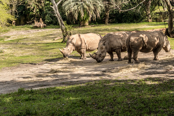 Florida exotic wildlife along the Coast, the Swamps and even at Animal Kingdom 