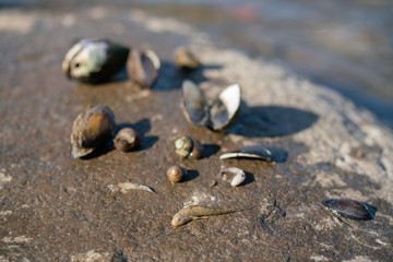 old dead shells lie on the seashore with no one
