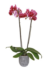 Naklejka na ściany i meble Orchidée Phalaenopsis 2 tiges