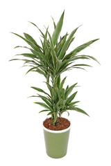 Fototapeta premium Dracaena