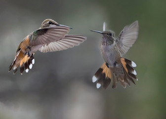 Broad-tailed Hummingbird (selasphorus platycercus) Face-off