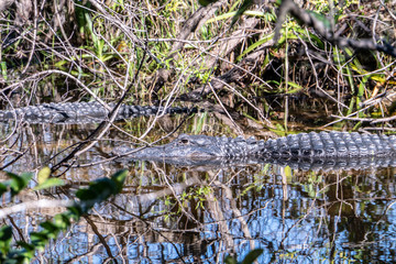 Florida exotic wildlife along the Coast, the Swamps and even at Animal Kingdom 