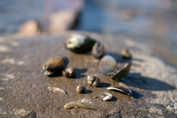 old dead shells lie on the seashore with no one