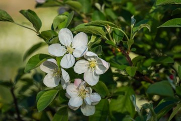 white flowers of apple tree