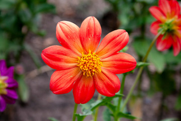 Obraz premium Beautiful summer flowers in the garden close-up