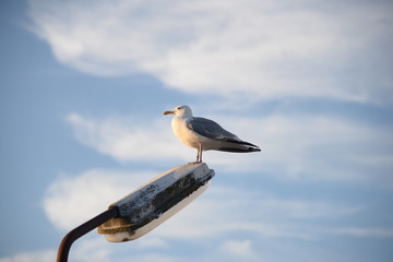 einsame Möwe sitzt im Abendlicht auf einer Laterne im Hafen