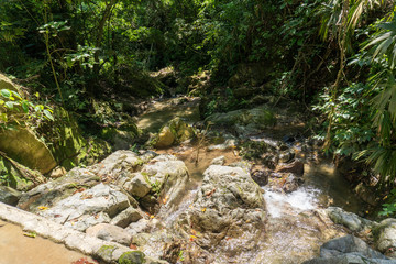 Fototapeta na wymiar La vegetacion en Minca, Santa Marta