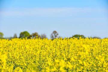 Raps Feld unter baluen Himmel im Fr&uuml;hling