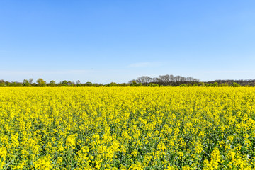 Raps Feld unter baluen Himmel im Fr&uuml;hling