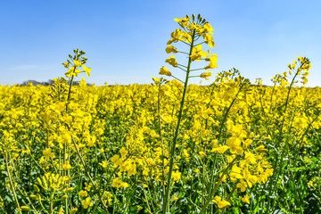 Obraz premium Raps Feld unter baluen Himmel im Frühling