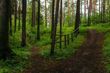 Fototapeta premium footpath with railing in a hilly forest