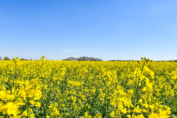 Obraz premium Raps Feld unter baluen Himmel im Frühling