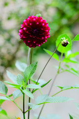 Blooming claret dahlias in the garden, Armenia