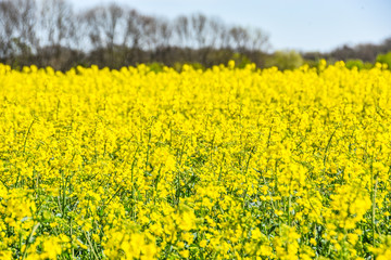 Raps Feld unter baluen Himmel im Frühling