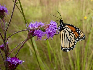 Monarch Butterfly on Flower