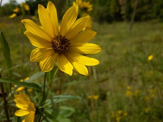 Yellow Flower in Field