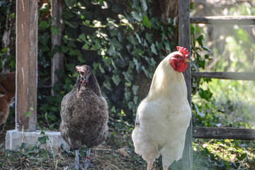Hahn weiß auf Bauernhof