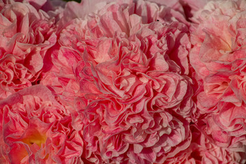 Full frame of pink roses close up