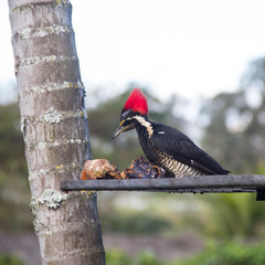 Pica Pau - 6