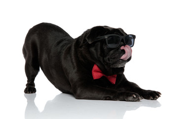 Adorable pug stretching and looking to the side