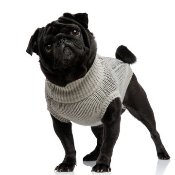 Mystified pug looking away with its mouth closed