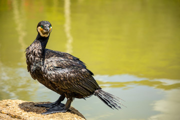 Cormorant in Yanoda rain forest in park next to Sanya, Hainan, China