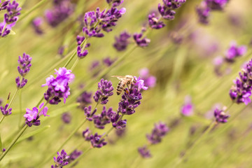Fototapeta premium Close up Bushes of lavender purple aromatic flowers at lavender field in summer