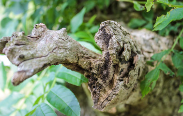 Tree Bark
