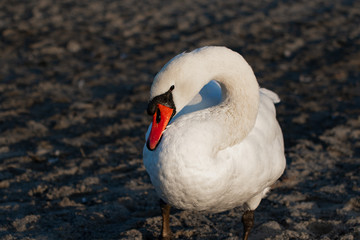 Fototapeta premium Vögel in der Natur