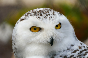 Vögel in der Natur