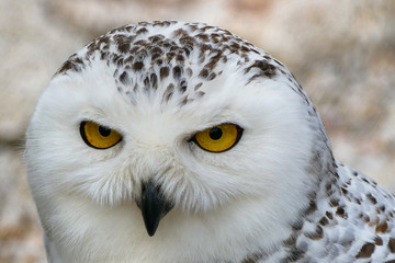 Vögel in der Natur