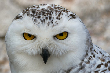 Vögel in der Natur