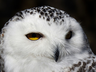 Vögel in der Natur
