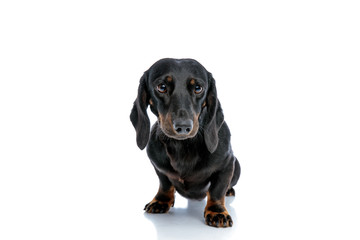 Tickel dog with black fur looking ahead with big eyes