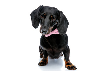 Teckel dog with pink bow tie looking ahead mystified