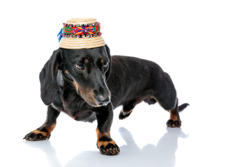 Teckel puppy dog with traditional hat looking away