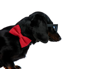 Teckel dog with sunglasses and bow tie looking ahead